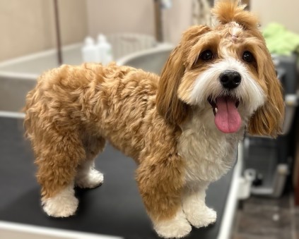 Shih Tzu klip
